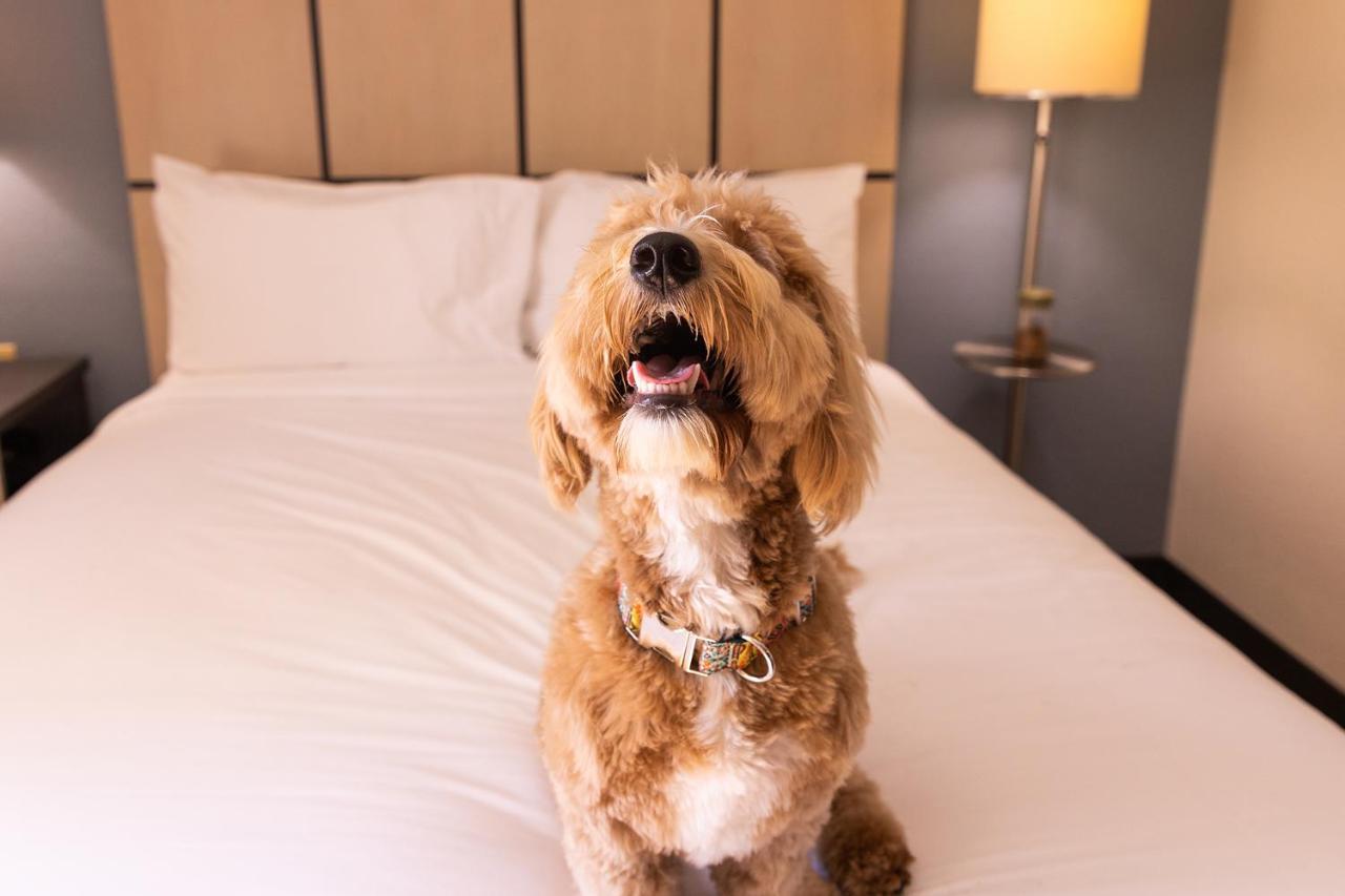 Sonesta Simply Suites St Louis Earth City Bagian luar foto