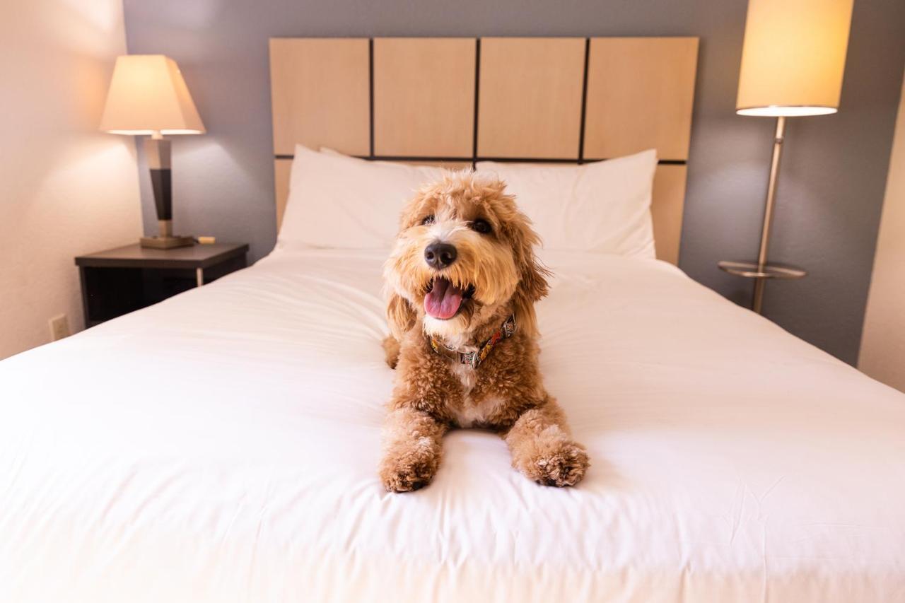 Sonesta Simply Suites St Louis Earth City Bagian luar foto